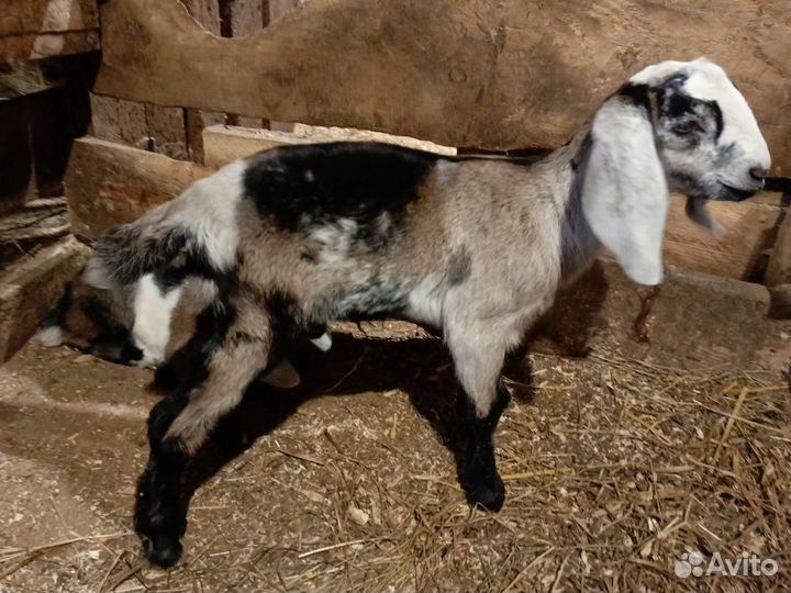 Козы дойные