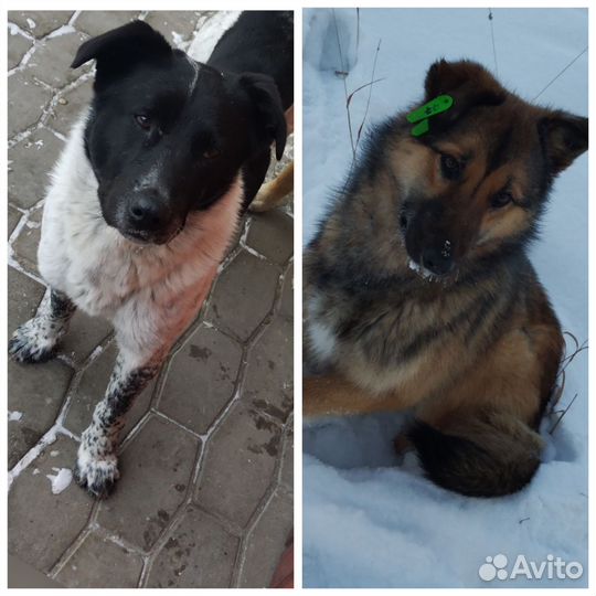 Собака в добрые руки