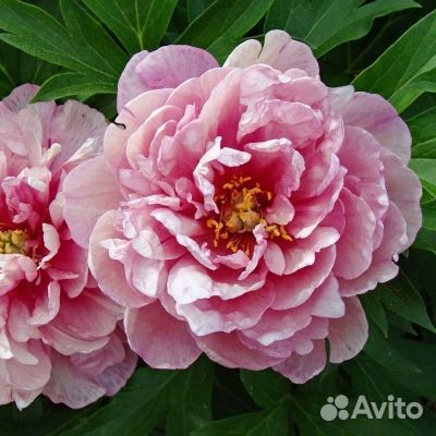 Ито Пионы.Луковицы лилии Регале