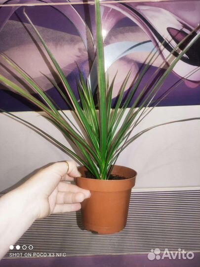 Драцена маргината триколор, душистая