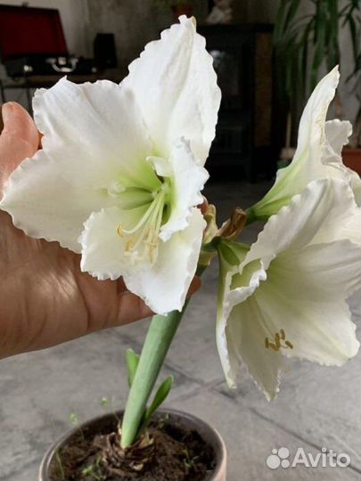 Гиппиаструм королевский