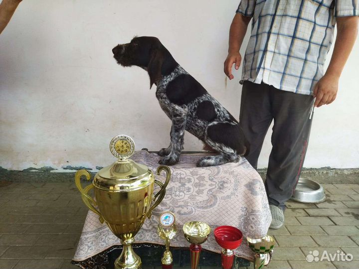 Щенки дратхаара