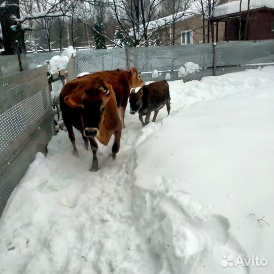 Джерсейская корова нетель