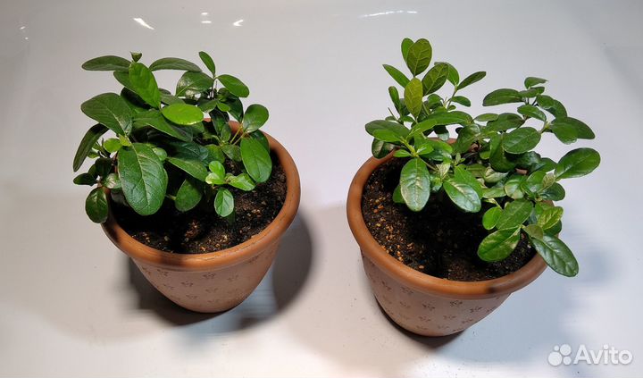 Фейхоа (cca sellow)