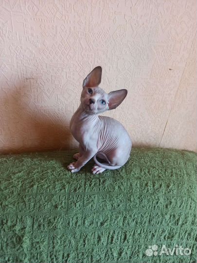 Канадский сфинкс