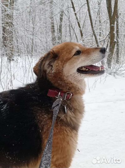 Красавица Герда ждёт своего хозяина в приюте