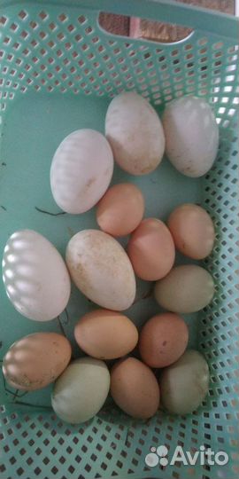 Инкубационное яйцо гусей и кур
