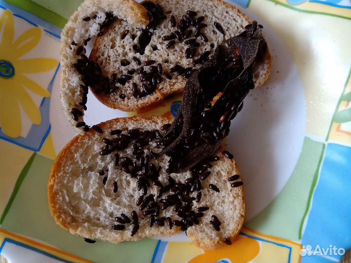 Живой белковый корм для муравьев, пауков и др