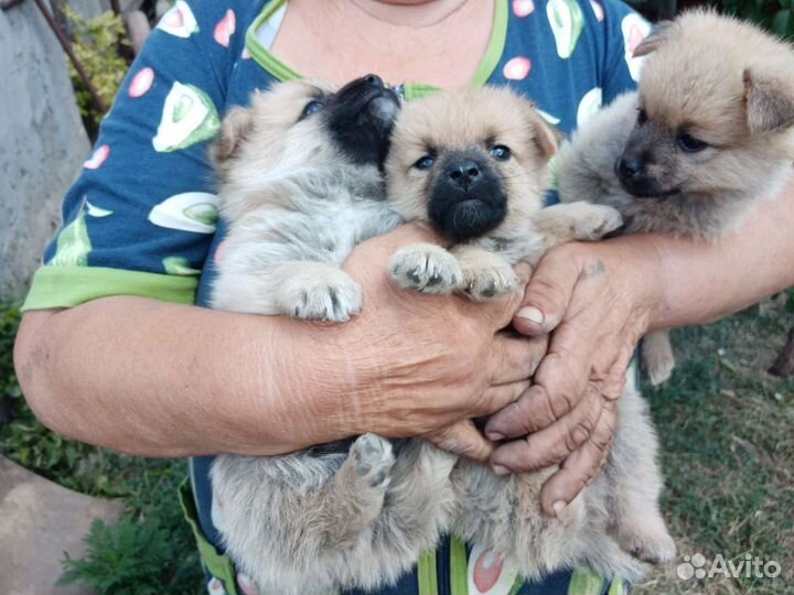 Щенки шпица