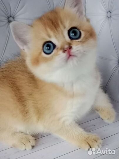 Шотландская