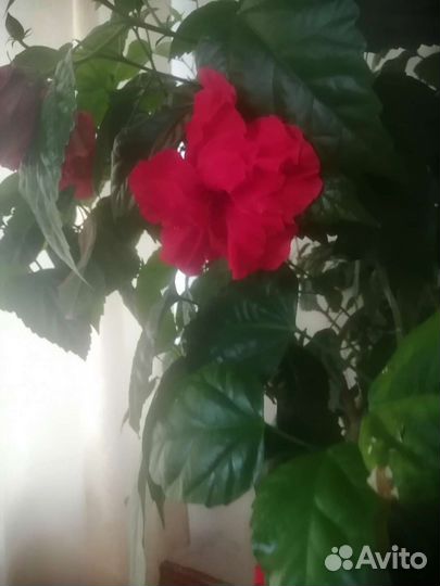 Продам цветы комнатные