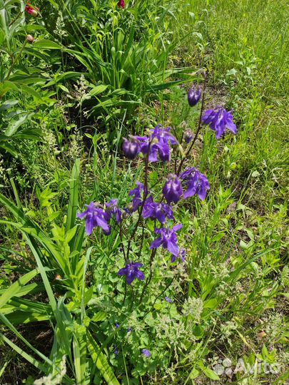 Аквилегия укорененная п9