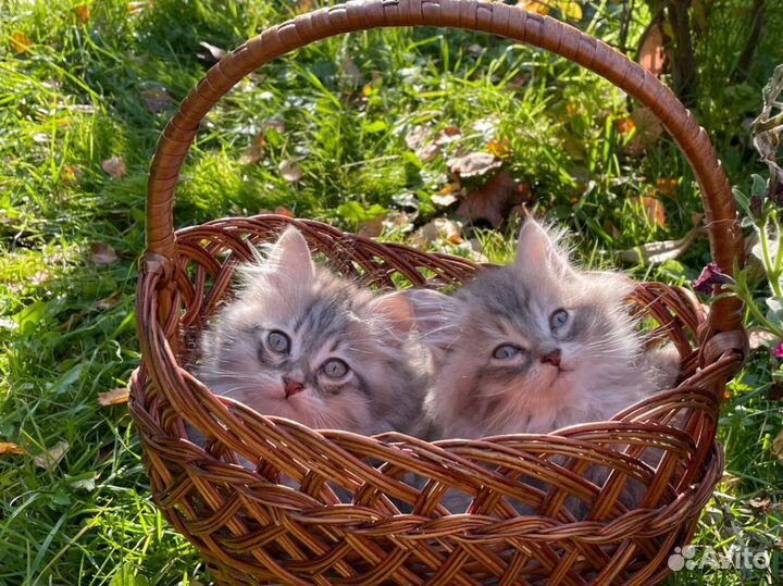 Сибирские котята