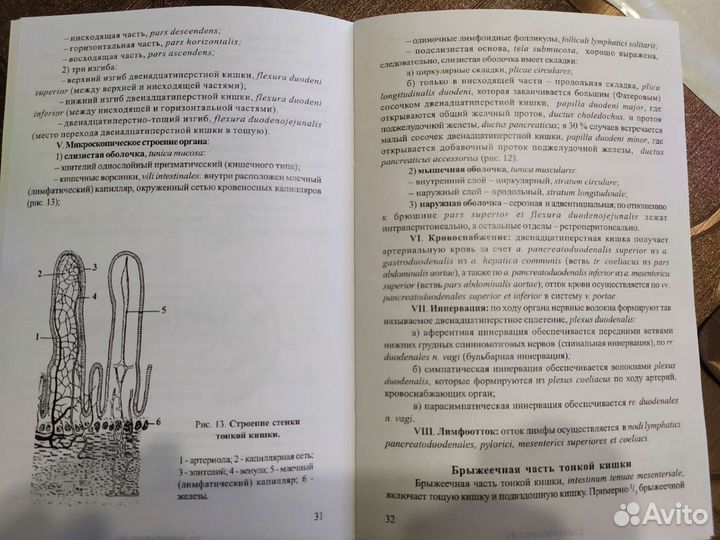 Анатомия органов пищеварительной системы
