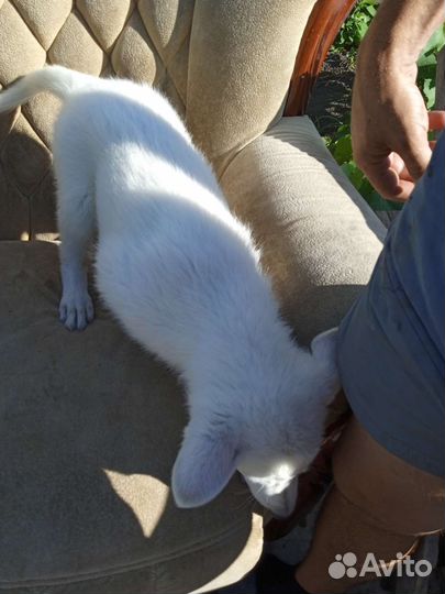 Щенки девочки