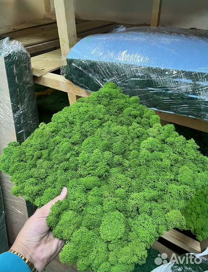 Панно из стабилизированного мха