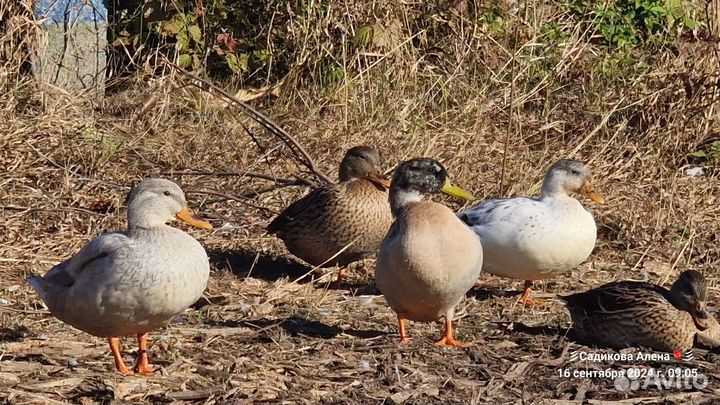 Цветная кряква