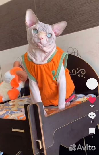 Канадский сфинкс