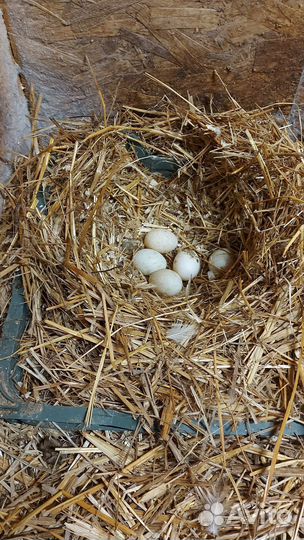 Яйцо домашнее утиное и куриное