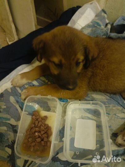 Щенок в добрые руки