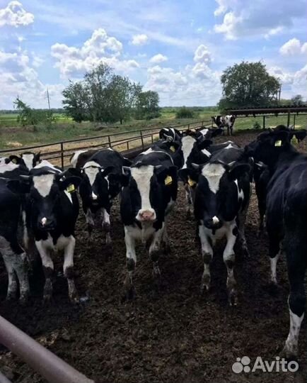 Холмогоры Голштины Бычки Тёлки