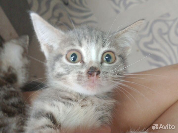 Котята в добрые руки бесплатно