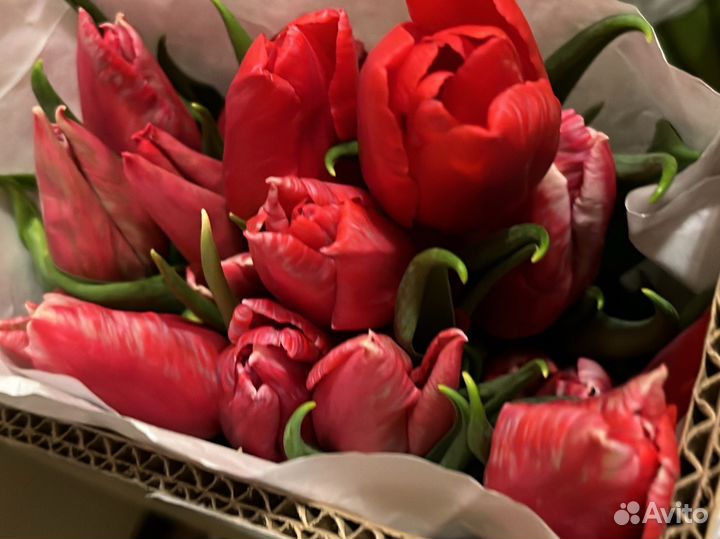 Тюльпаны к 8 марта розница