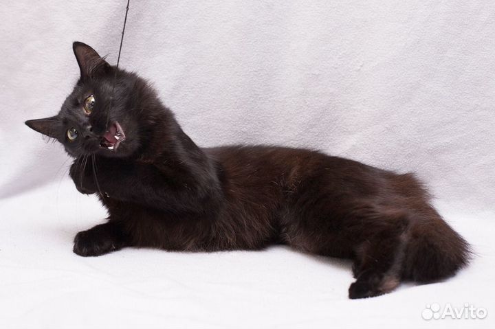 Девочка 1 год стерилизована ищет дом