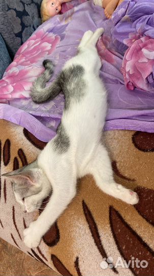 Кошки в добрые руки