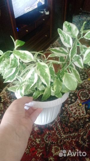 Педилантус