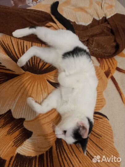 Кошка в дар