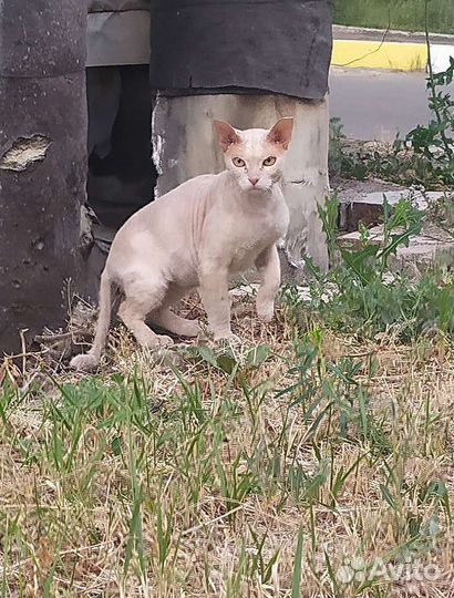 Кот в добрые руки