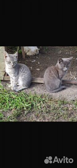 Котики в добрые руки