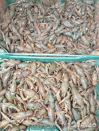 Саратовские раки к 8 марта