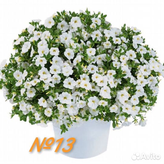 Черенки вегетативной калибрахоа