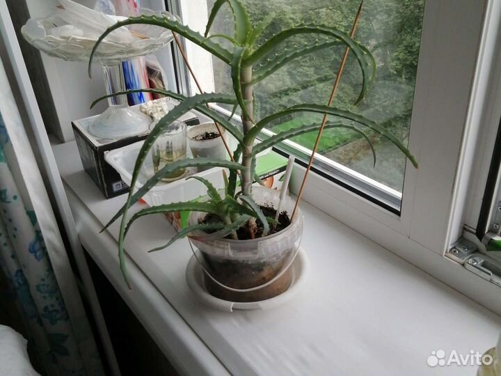 Алое старинный лечебный 2г