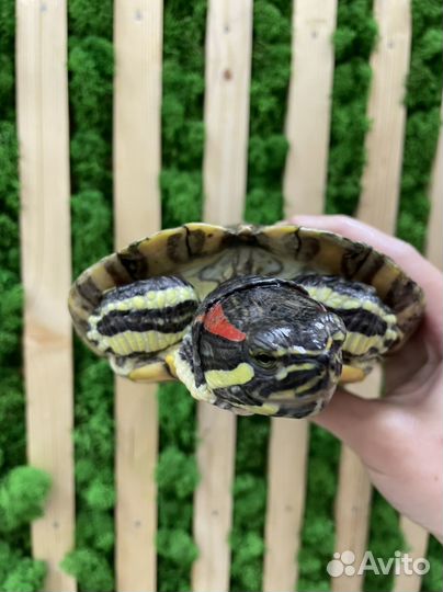 Красноухая черепаха бесплатно