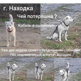 Найдена собака. Хозяин отзовись