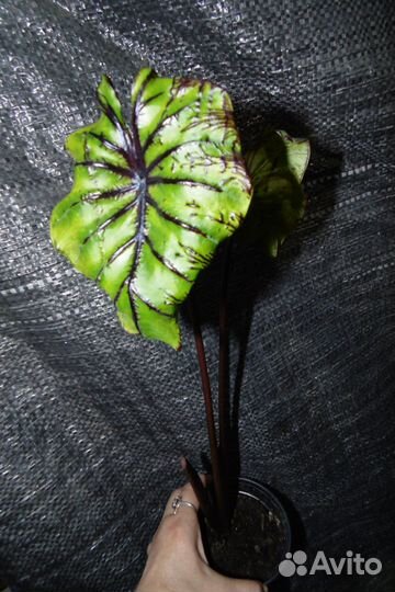 Колоказия colocasia pharaoh's mask