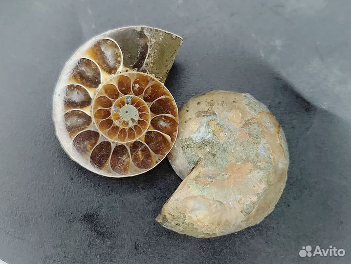 Окаменелости аммониты. Пара