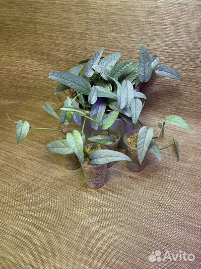 Epipremnum Cebu Blue