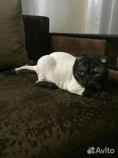 Стрижка кошек