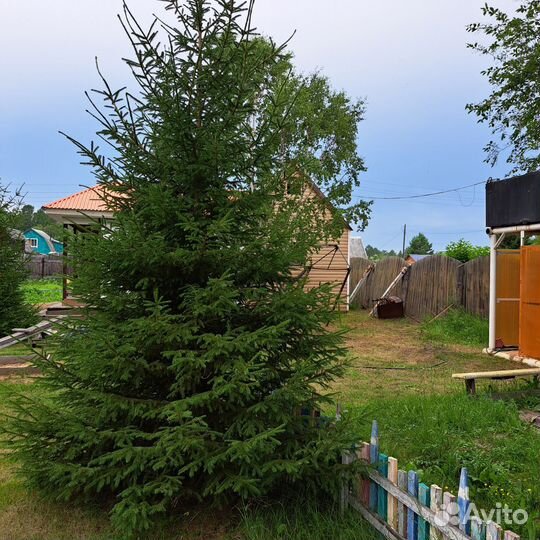 Продам ель.Высота 4м