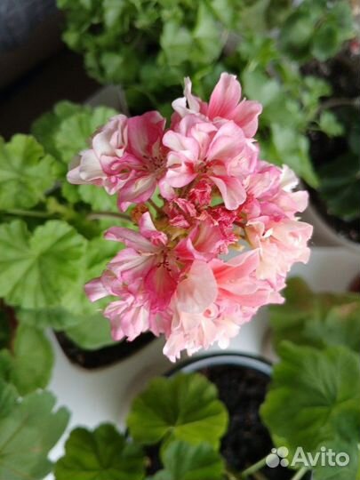 Пеларгония