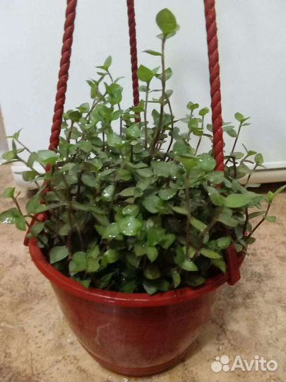 Комнатные растения цветы.Коллизия