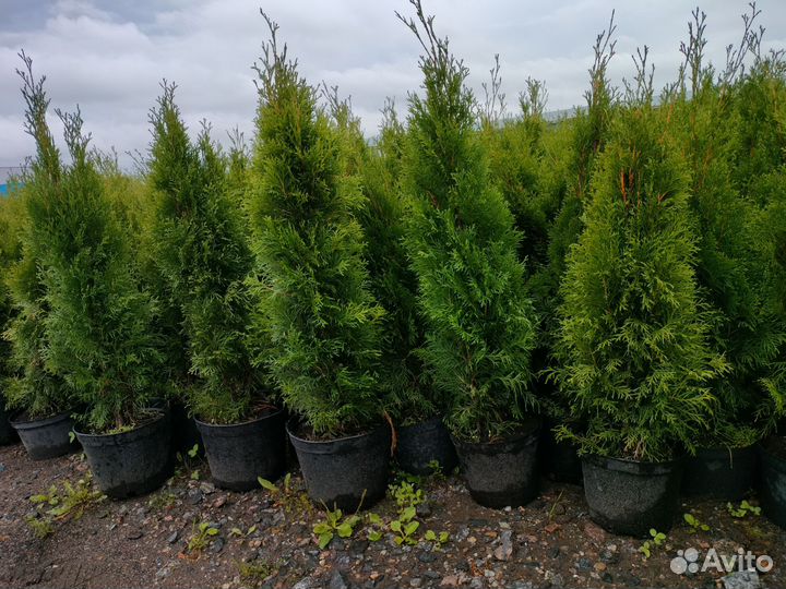 Туя Смарагд Smaragd 85-100 см в горшке