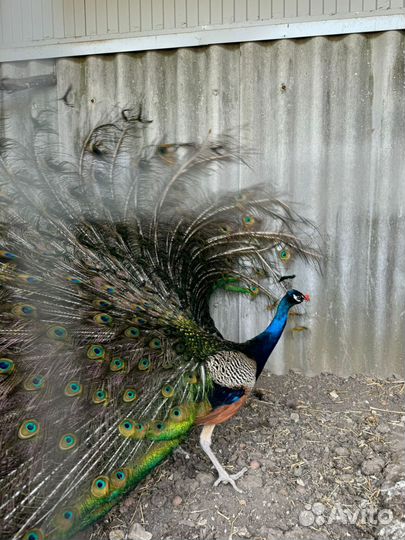 Павлины продажа