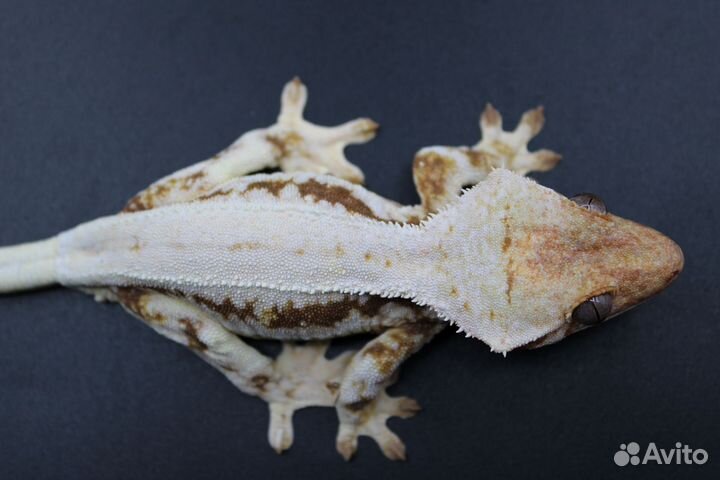 Гекконы бананоеды, лили вайт, Liiiy White