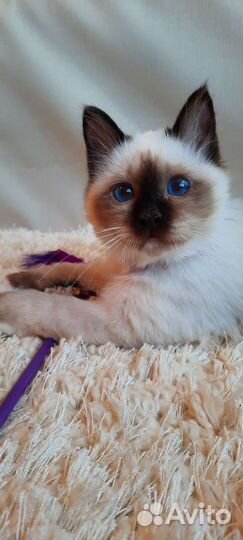 Священная бирма-девочка