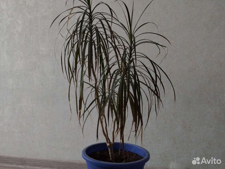 Драцена, Замиокулькас